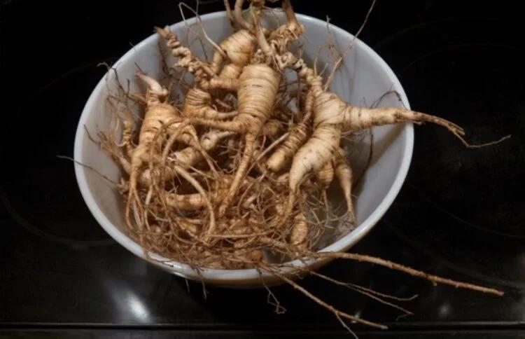 New regulations take root for Missouri's ginseng market - NewsBreak