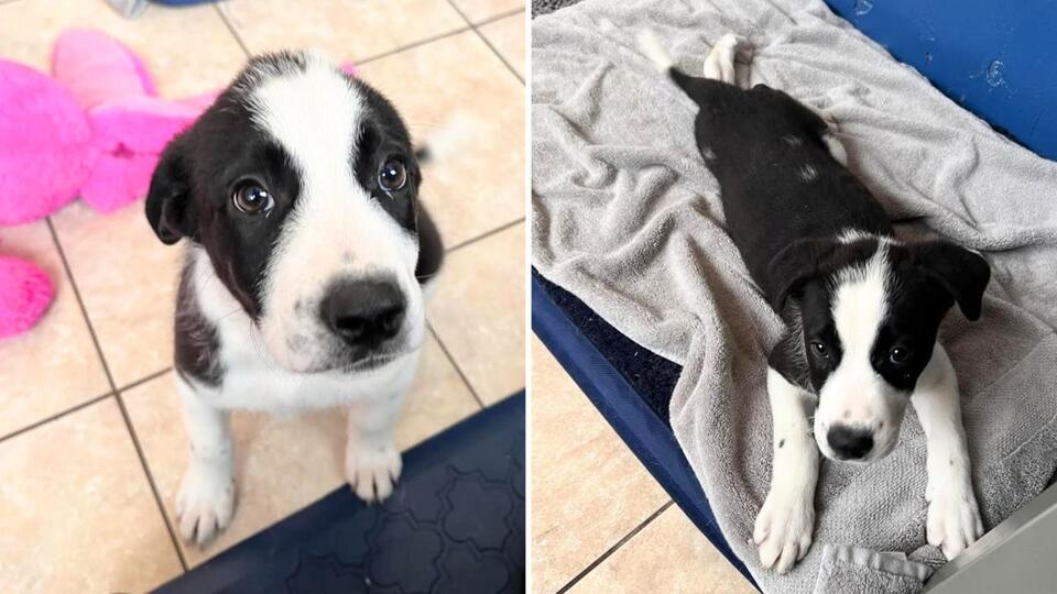 Sweet Young Puppy Whose Family is No Longer Able to Care For is Looking ...