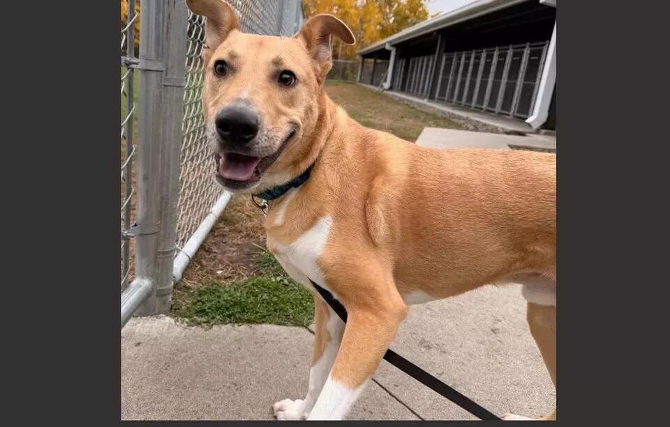 Fun and Friendly 2 Year Old Benji Needs His Forever Home