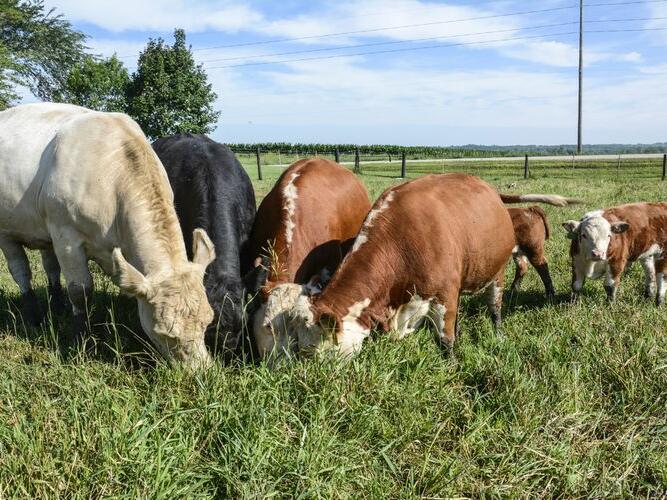 Bird flu outbreak reported in Minnesota dairy herd, the state's first