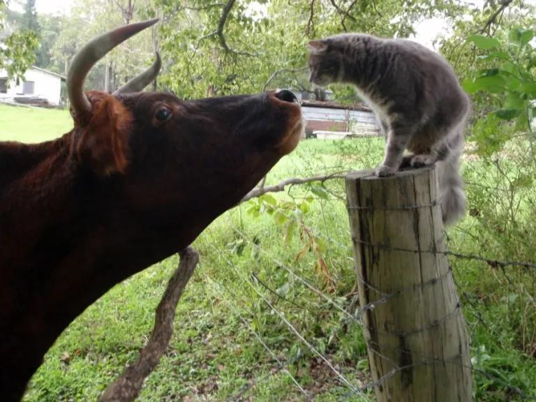 Several Cats Dead After Drinking Raw Milk From Infected Cows - Cow'S Milk And Cats Health Risks