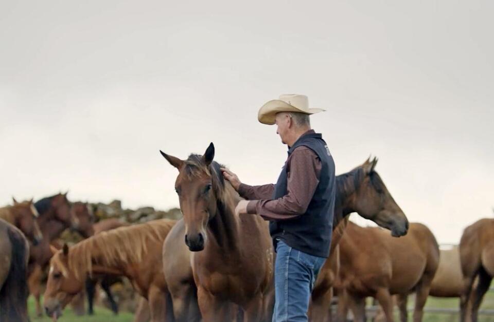 Parker Ranch receives distinguished ranching award for horse breeding ...