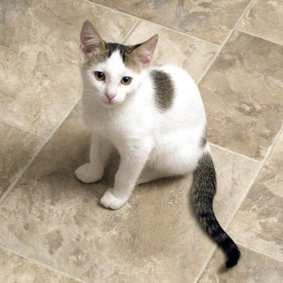 🐱 Gentle Kittens & Loving Adult Cats Waiting in Hemet Shelters - NewsBreak