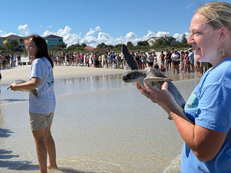 Marine Science Center Releases 6 Rehabbed Sea Turtles - NewsBreak