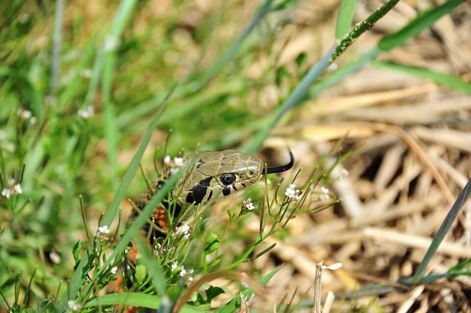 When Do Snakes Come Out in Nebraska? Season, Species, and Safety Tips ...