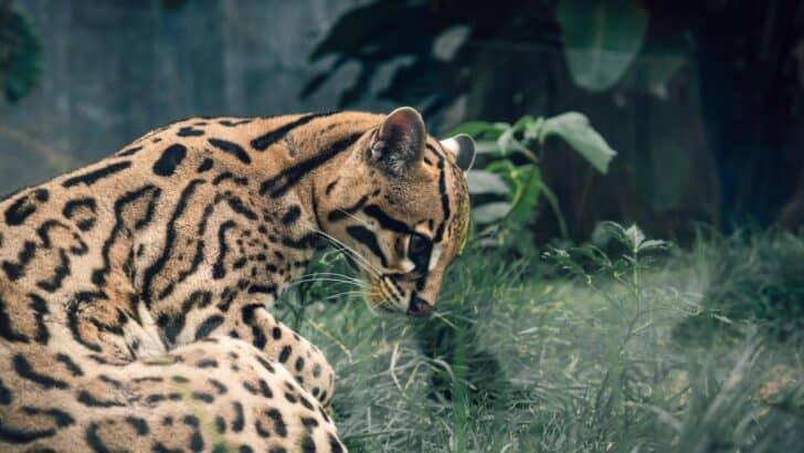 Record Number of Rare Ocelots Spotted in South Texas - NewsBreak