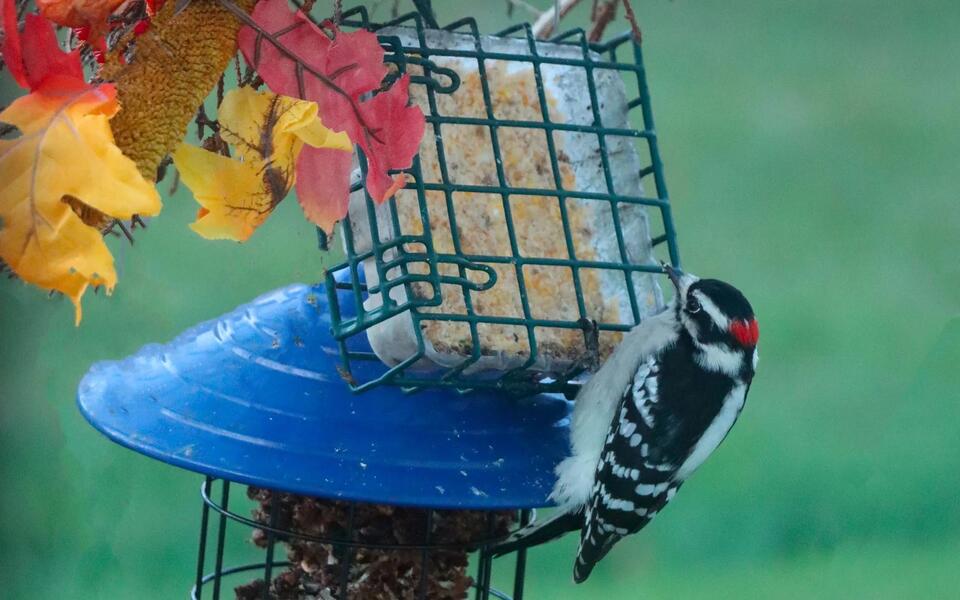 It’s time to fill bird feeders as temperatures drop. Tips on the right ...