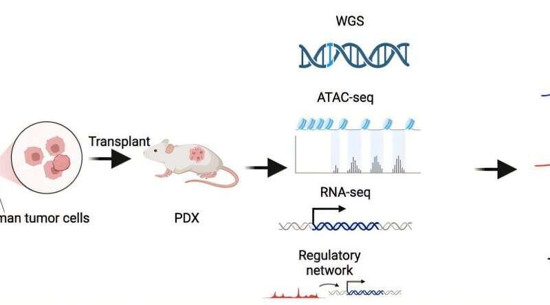 Stem cell–like tumor state may help identify high-risk small-cell lung cancer