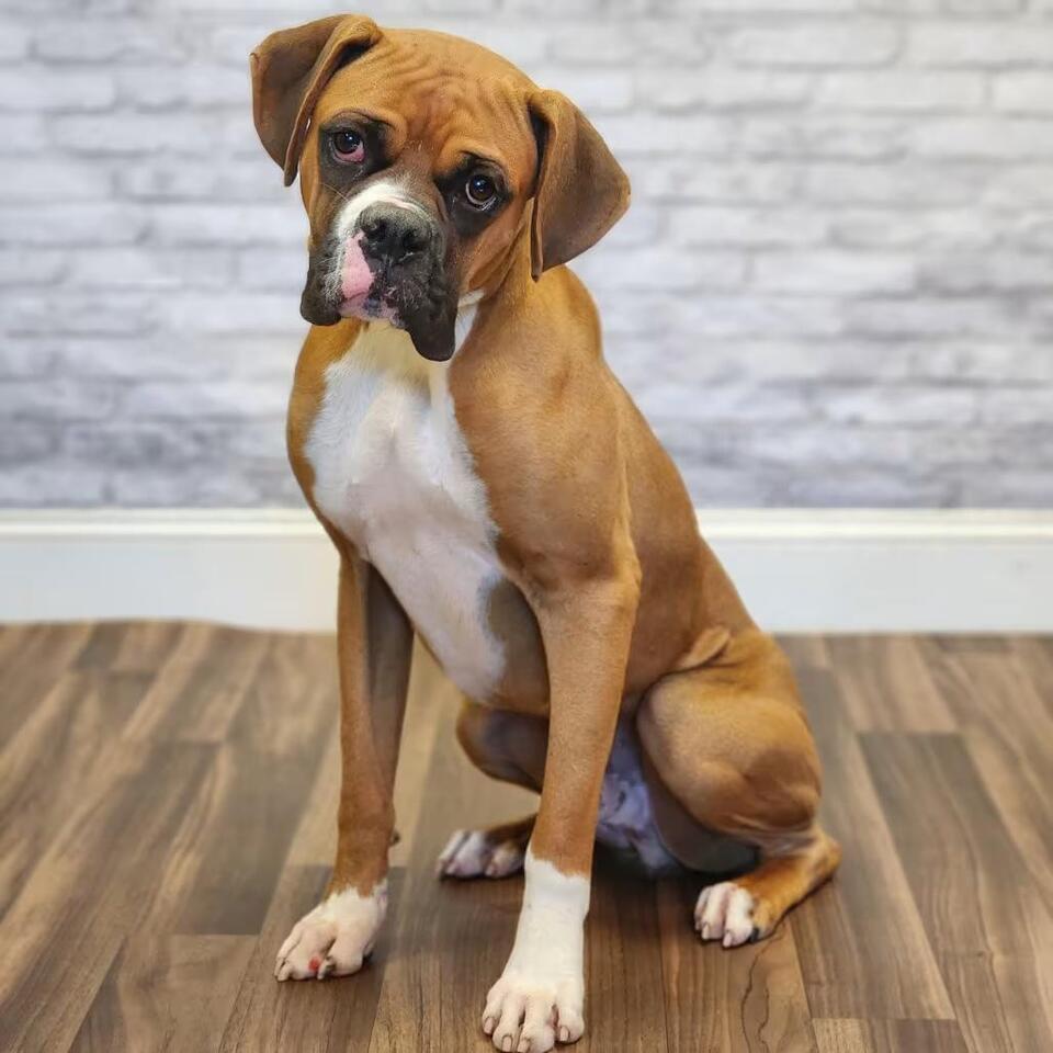 🐶 Gentle, Goofy & Loyal Dogs Ready for Adoption in Montgomery - NewsBreak