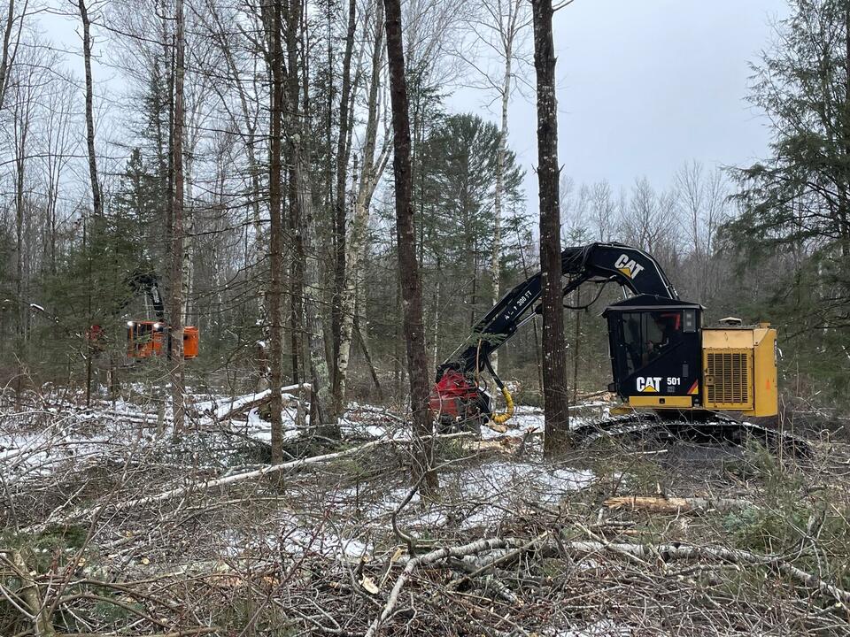 What to know before harvesting timber this fall - NewsBreak