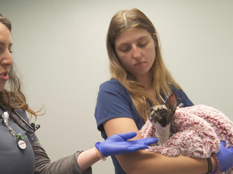Cat recovering after eyes, face sealed shut with glue