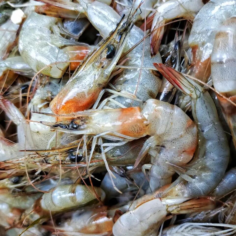 Foreign Food Safety Inspections Hit Historic Low After Trump Cuts ...