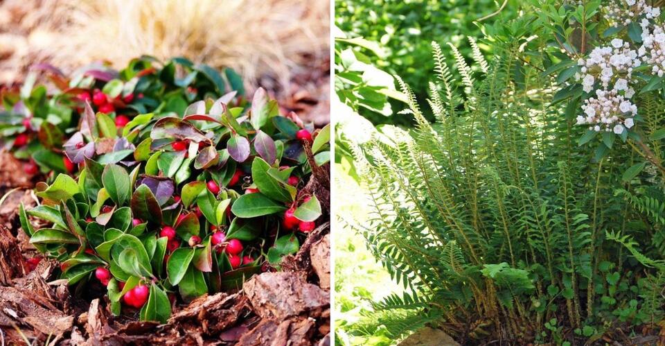 Top Small Pennsylvania Evergreens For Color That Never Disappears ...