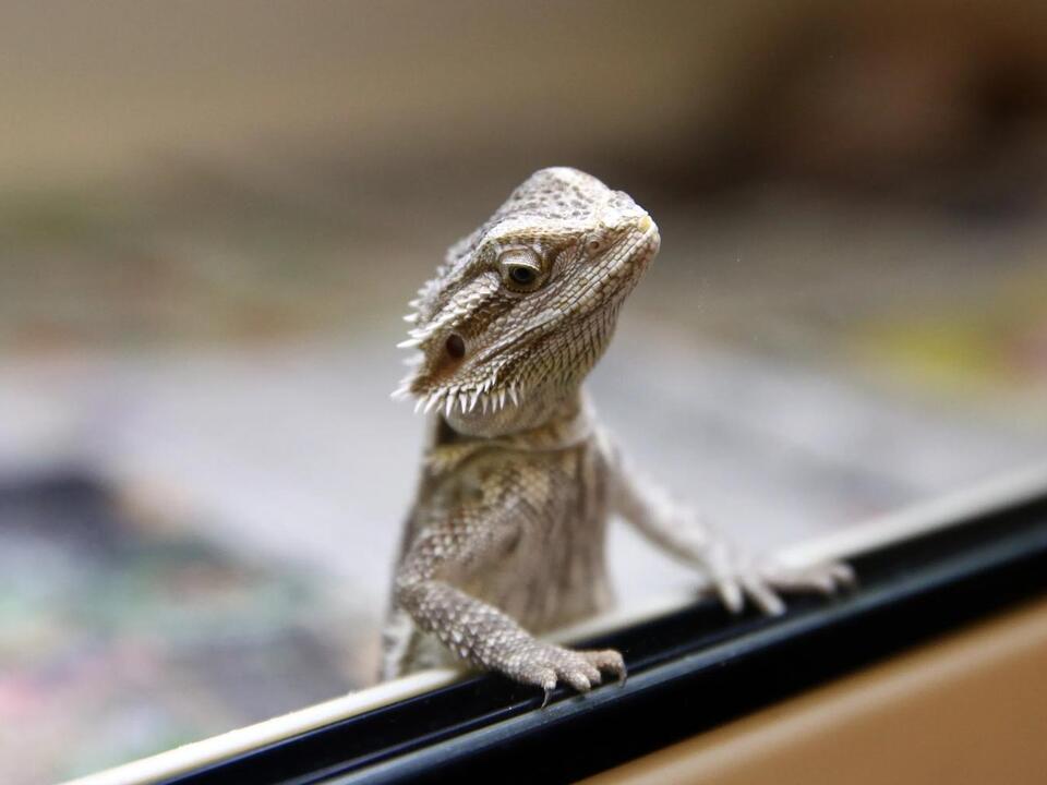 Bearded dragons linked to salmonella outbreak in NY, other states CDC