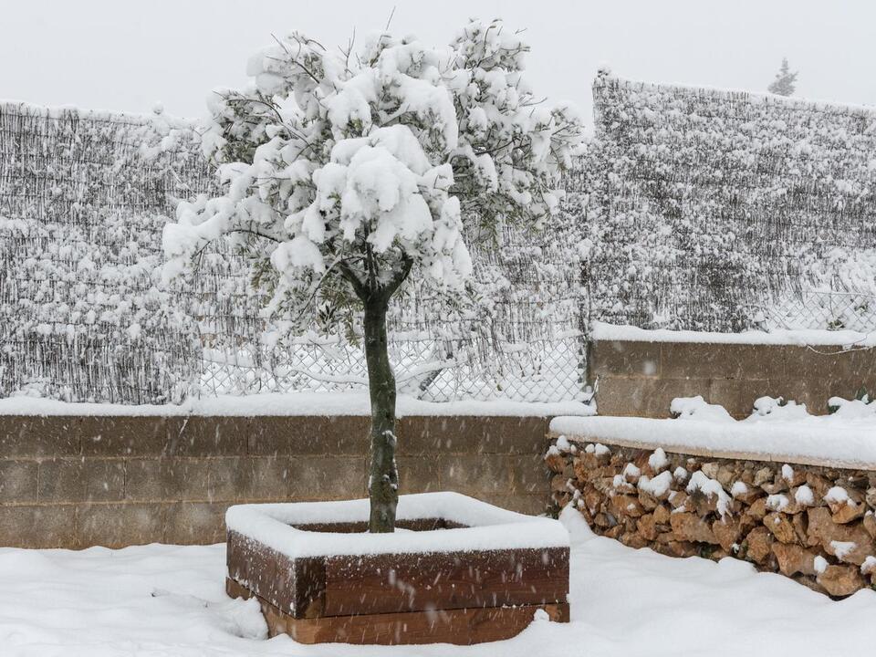 At What Temperature Should I Cover my Plants for Frost? Take Action