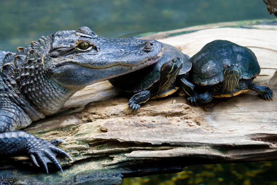 📅 Group tour deals at Mississippi Museum of Natural Science - NewsBreak