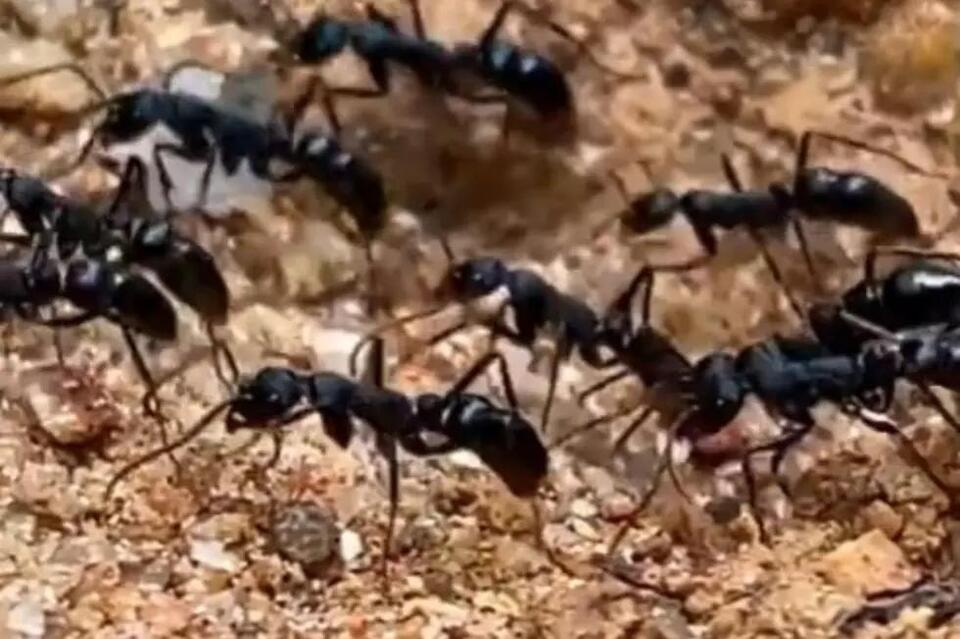 Venomous And Deadly Foreign Insect Now Feared In Texas Newsbreak