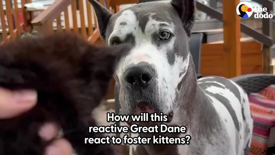 Kansas Woman Introduces Orphaned Kittens To Her Reactive Great Dane And ...