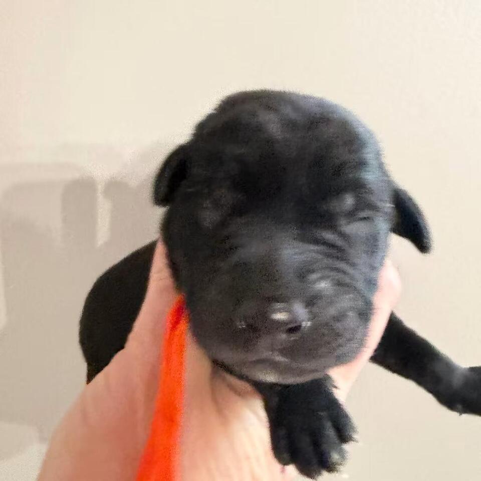 🐶 Playful Lab Puppies Ready for Adoption in Raleigh, NC - NewsBreak