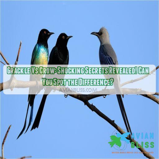 Grackle Vs Crow Shocking Secrets Revealed! Can You Spot the Difference