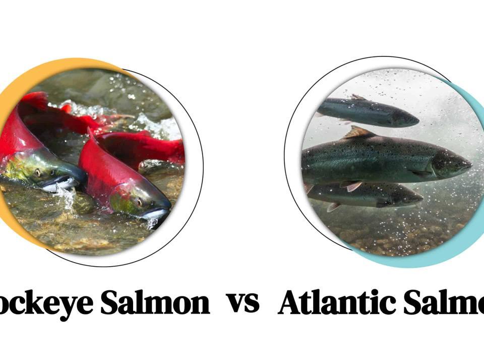 Sockeye vs. Atlantic Salmon Key Differences, Nutritional Value, Cooking