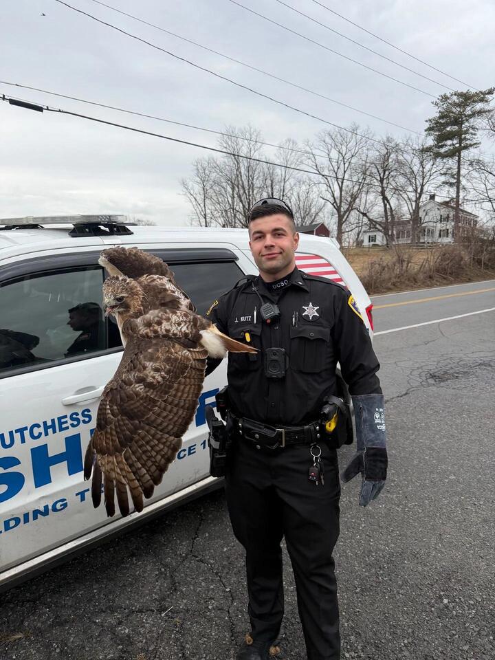 [PHOTOS] DC Sheriff’s Office Saves The Day With Hawk Rescue - NewsBreak