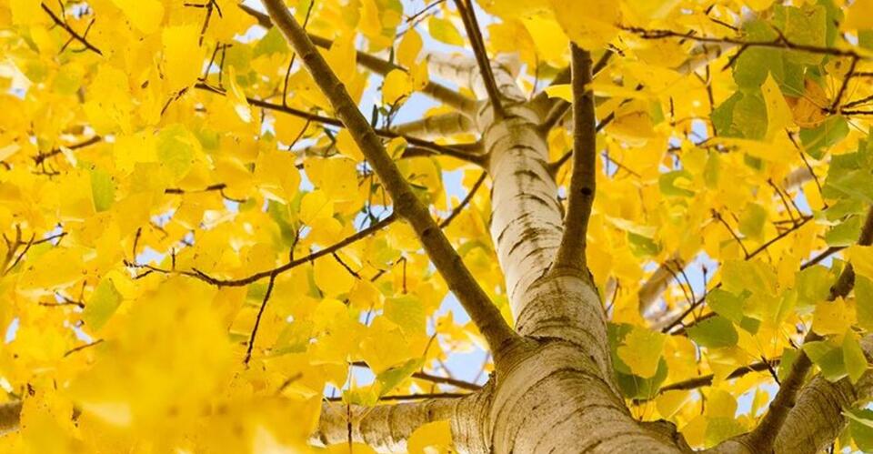 The Michigan Native Tree That Spreads Into A Whole Grove And Why That ...