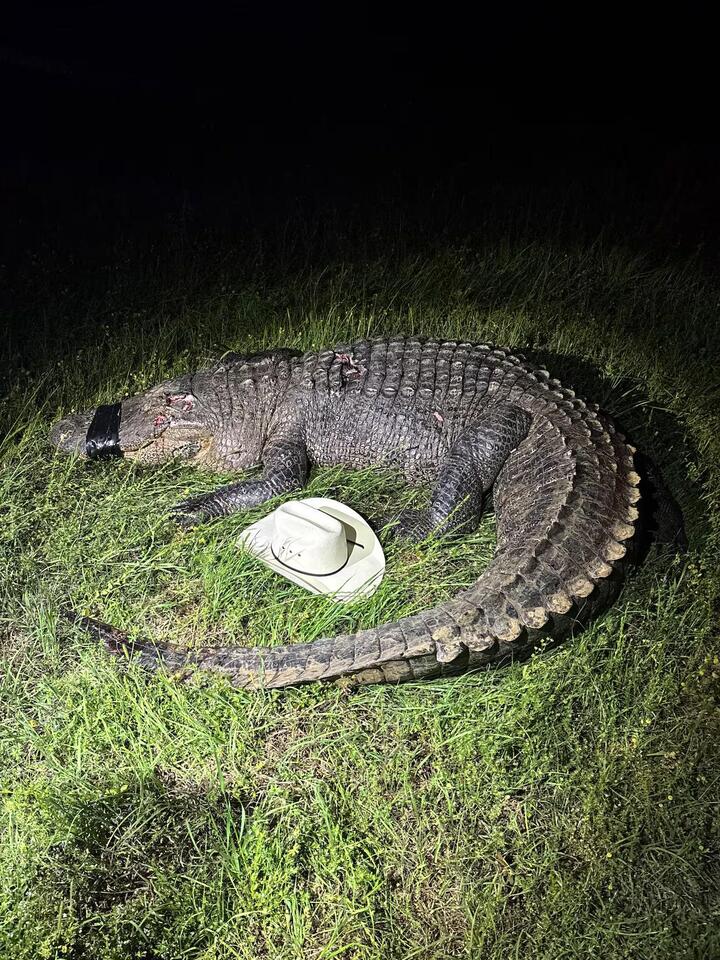 12-foot alligator hit by car in Cass County - NewsBreak