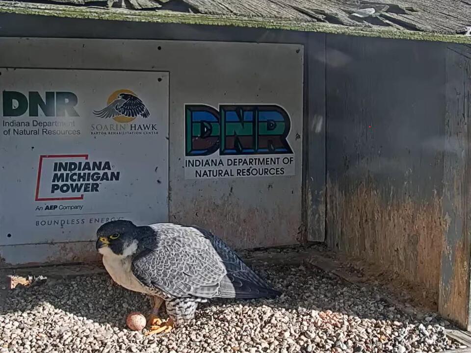 ‘Moxie’ lays first peregrine falcon egg of the season in downtown Fort ...