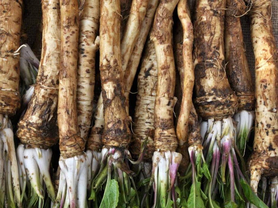Discover the Tiny Town Known as the `Horseradish Capital of the World`