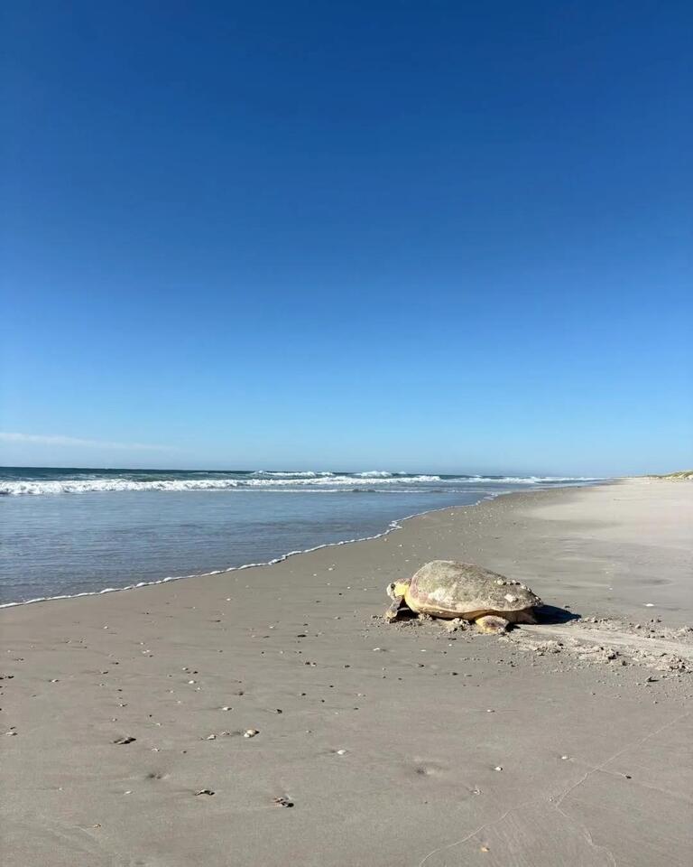 How North Carolina sea turtles are faring this summer - NewsBreak