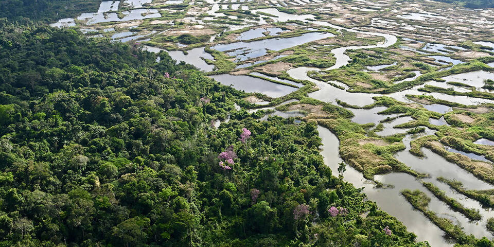 Who Will Pay to Preserve Tropical Forests? - NewsBreak