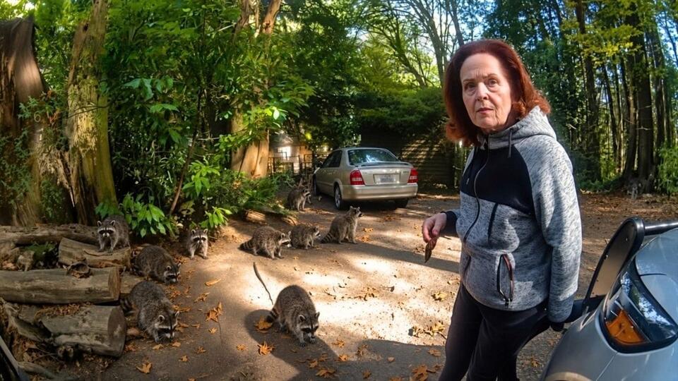 “They just won’t leave”: Woman Has to Call 911 After 100 Raccoons Took ...