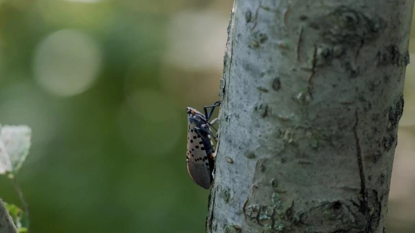 Photo of invasive bug at Howell store sparks investigation — but no ...