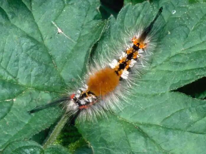 Tussock moth caterpillars Why are there so many caterpillars right now?
