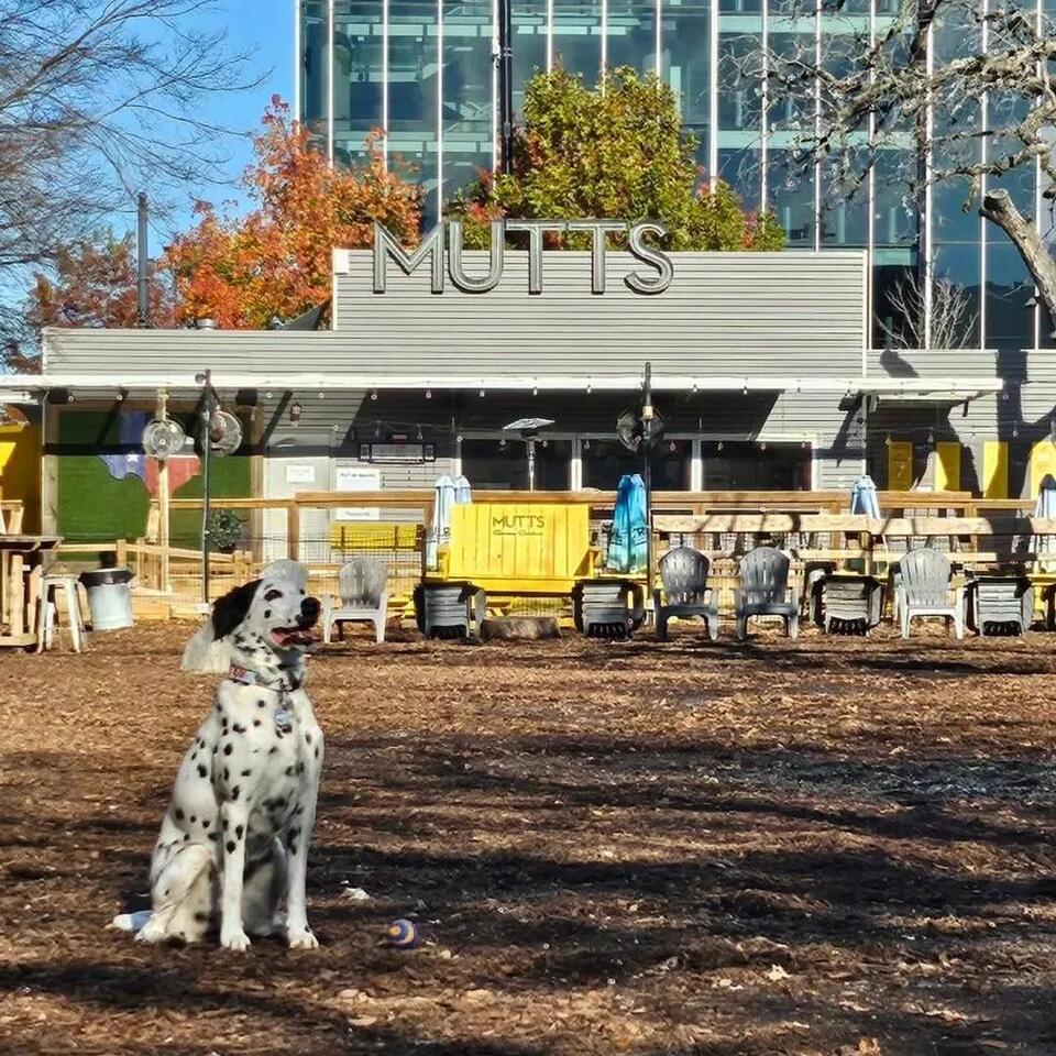 Popular Dallas dog park Mutts Canine Cantina permanently closes all ...