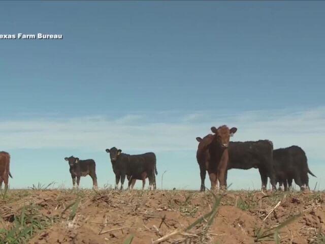 AZ adds layer of cattle inspections, new screwworm defense facility coming