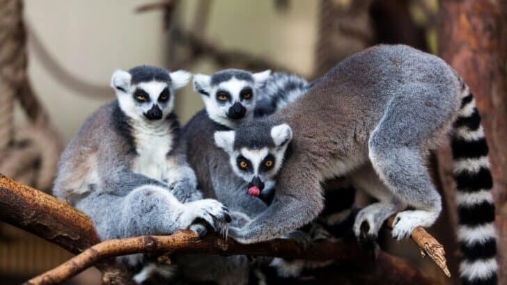The Best Islands to Spot Lemurs in the Wild