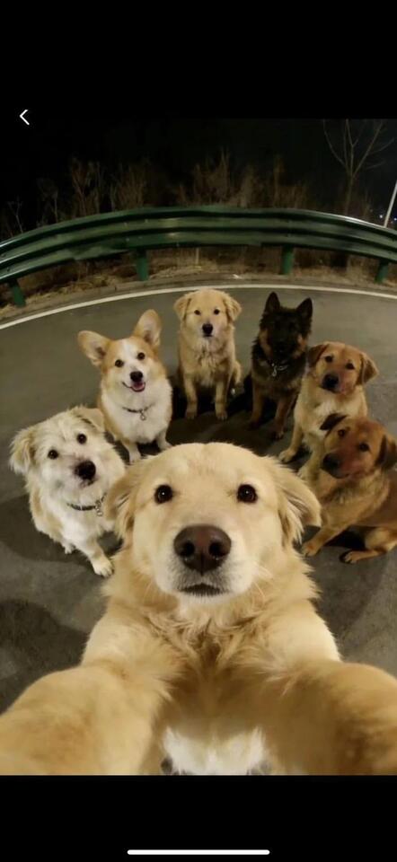 Fact Check: FAKE Selfie Of Seven Dogs Walking Together In China Is NOT ...
