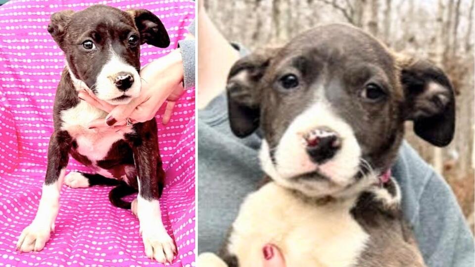 Meet Pixie Holiday: The 4-Month-Old Puppy Looking For Her Family ...