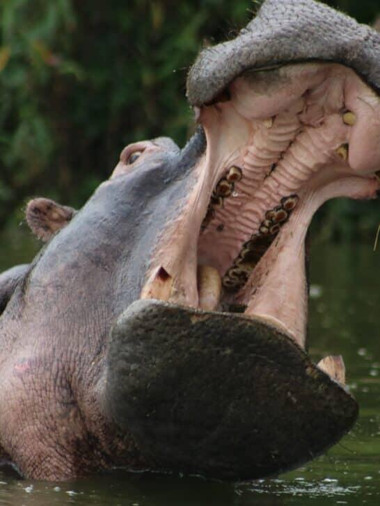 The Largest Hippopotamus on Record - NewsBreak