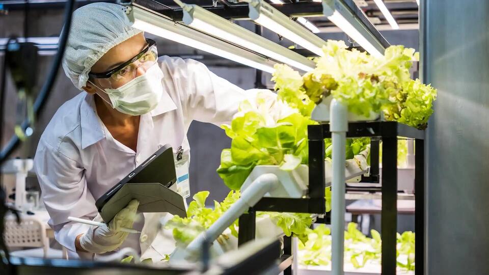 UK scientists use a 'gene gun' to grow pig protein in lettuce