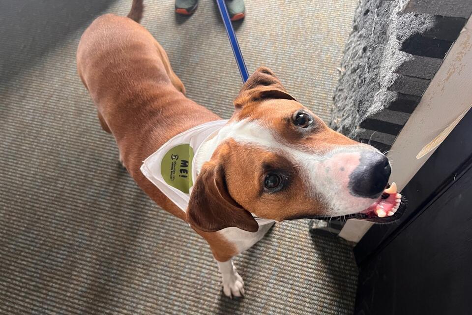 Duke, A Two-year-old Hound Mix, Looking For A Home After Recent Two Moon Park Adventure