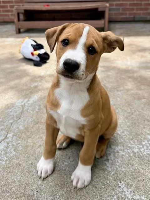 Playful & Loving Dogs Ready for Adoption in Boston - NewsBreak