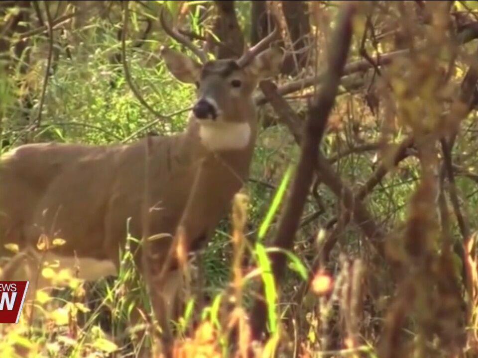 Over 10,000 deer harvested during youth hunting weekend