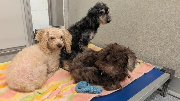 Rescue groups take in animals removed from suspected hoarding; shelter ...