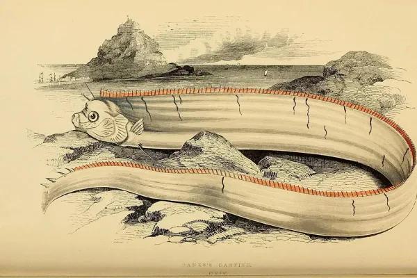 The Myth of the Giant Oarfish or Doomsday Fish - NewsBreak