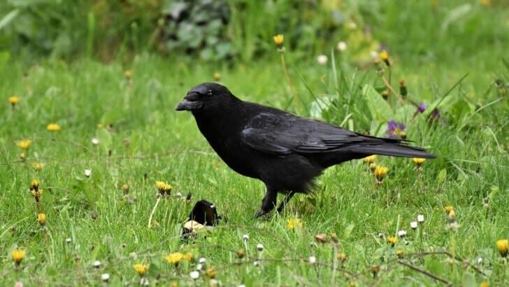 Why Crows Are Considered Some of the Smartest Creatures on Earth ...