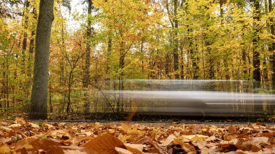 What Happened to the Fall Color this Year? - NewsBreak