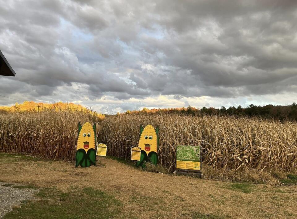 CW’s Corn Maze opens for fall season in Pocahontas County - NewsBreak